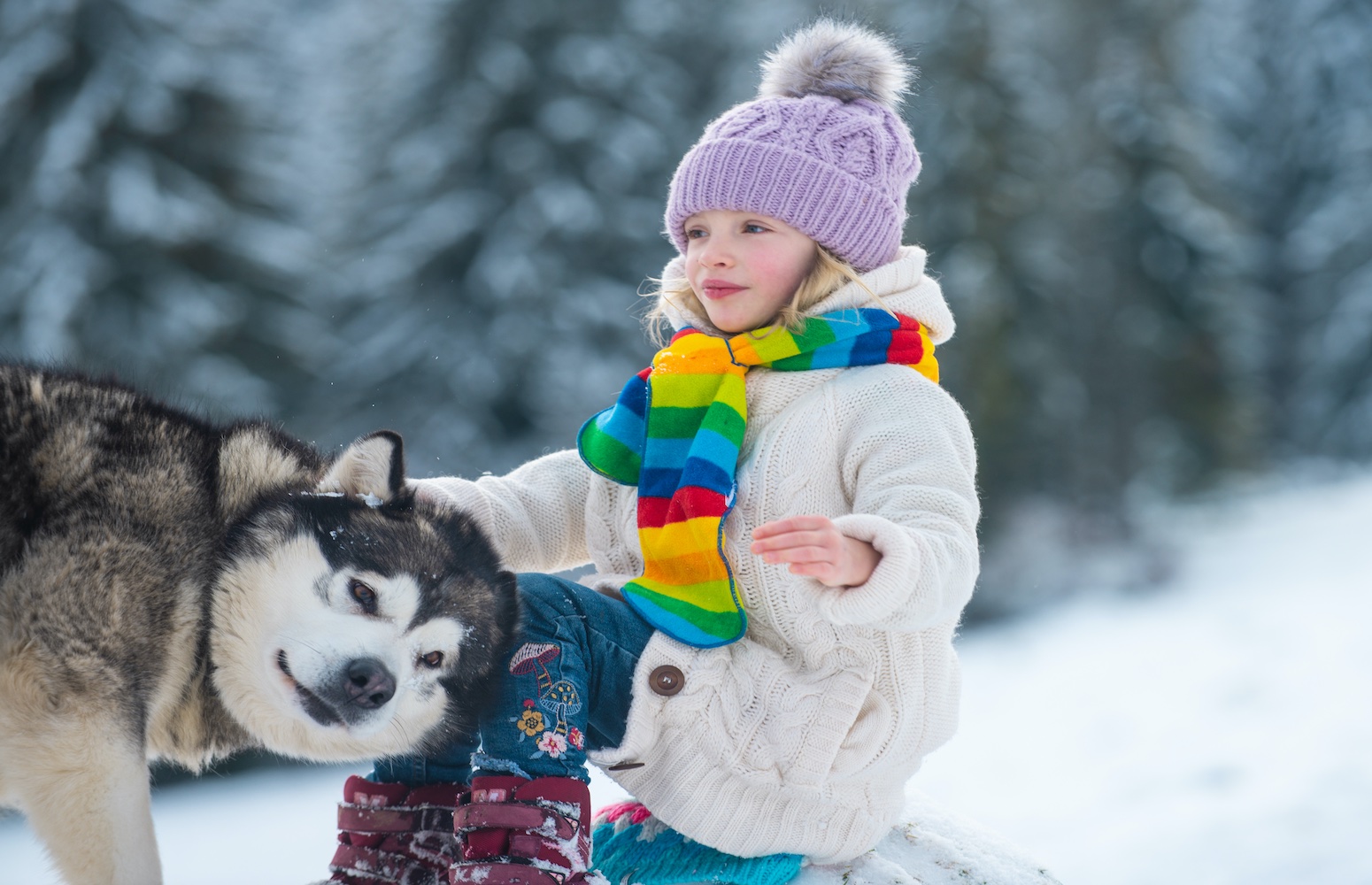 canada trineo de huskies